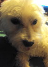 Monty