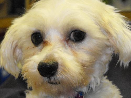 Monty