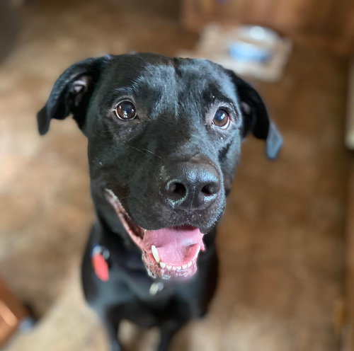Bruce