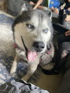 Diesel