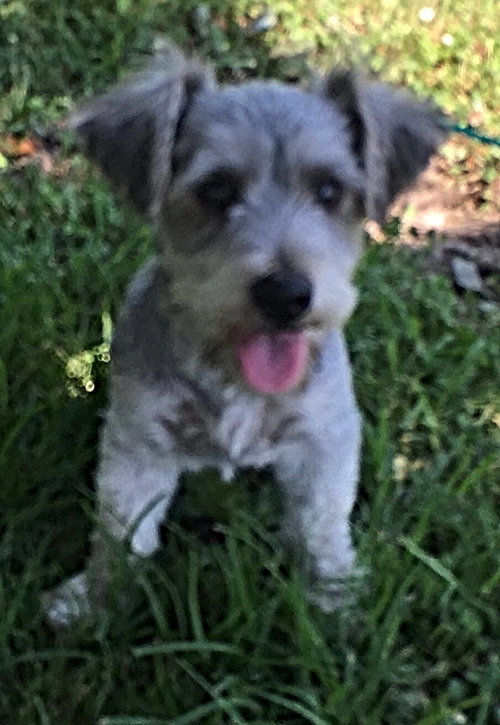 Levi