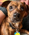 Baxter