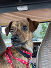 Baxter