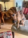 Baxter