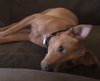 Lenny