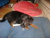 Annie