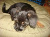 Annie