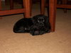 Tiny