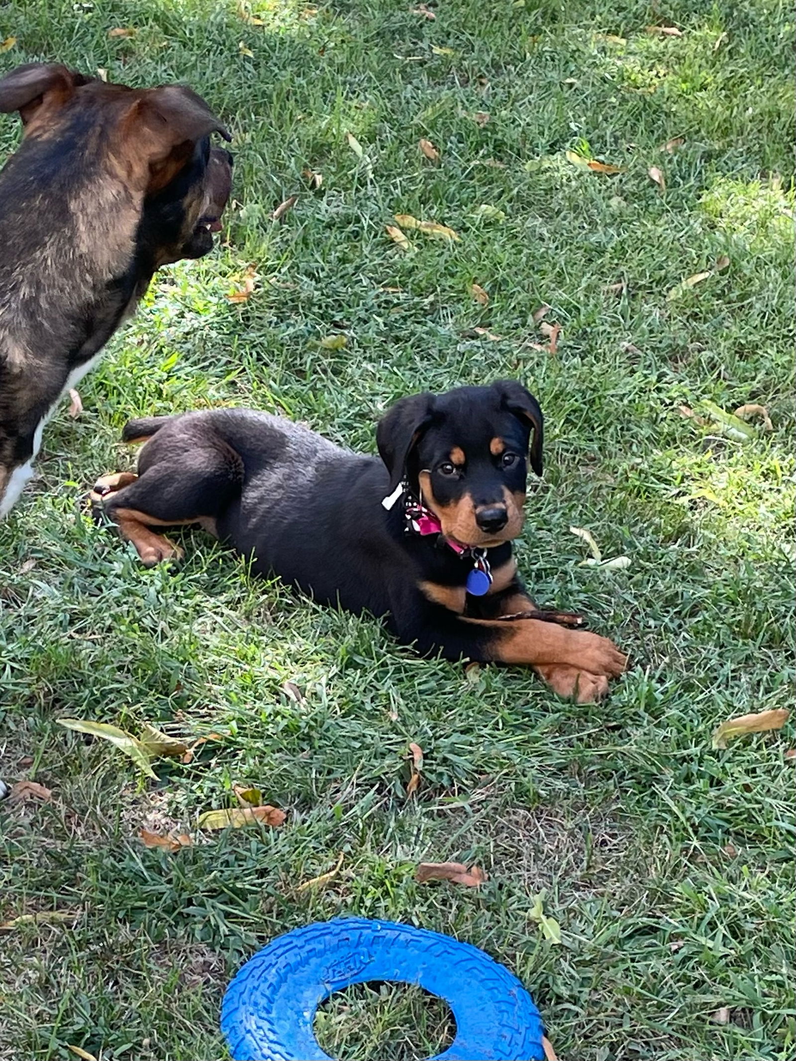 Dog For Adoption Bethany A Rottweiler In River Falls WI Alpha Paw