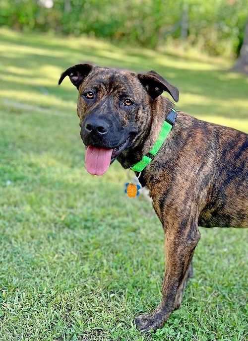 Black mouth cur clearance boxer mix brindle