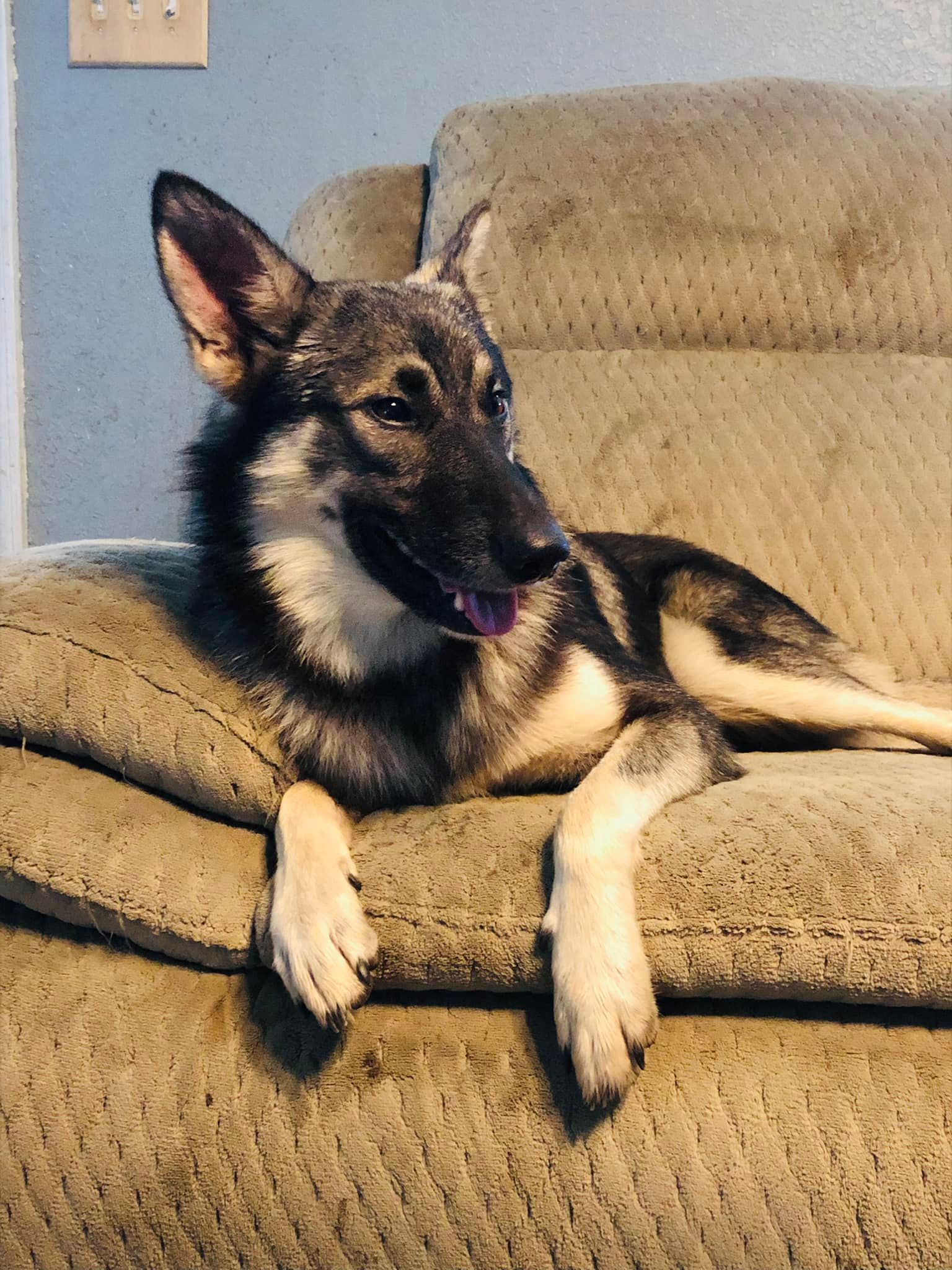 Dog for Adoption - Tucson, a German Shepherd Dog in Plymouth, MN
