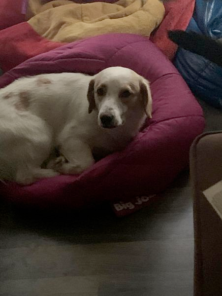 Sprocket