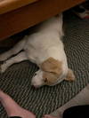 Sprocket