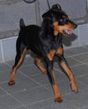 Koda