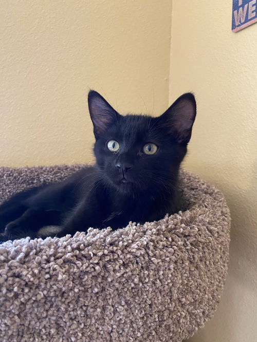 Poe