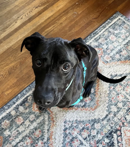 midwest animal rescue vet