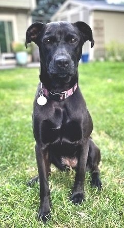 adoptable Dog in Minneapolis, MN named Millie