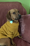 Sheila