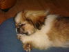 Franklin