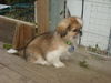 Franklin