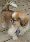 Franklin