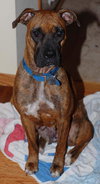 Dottie