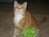 Otis