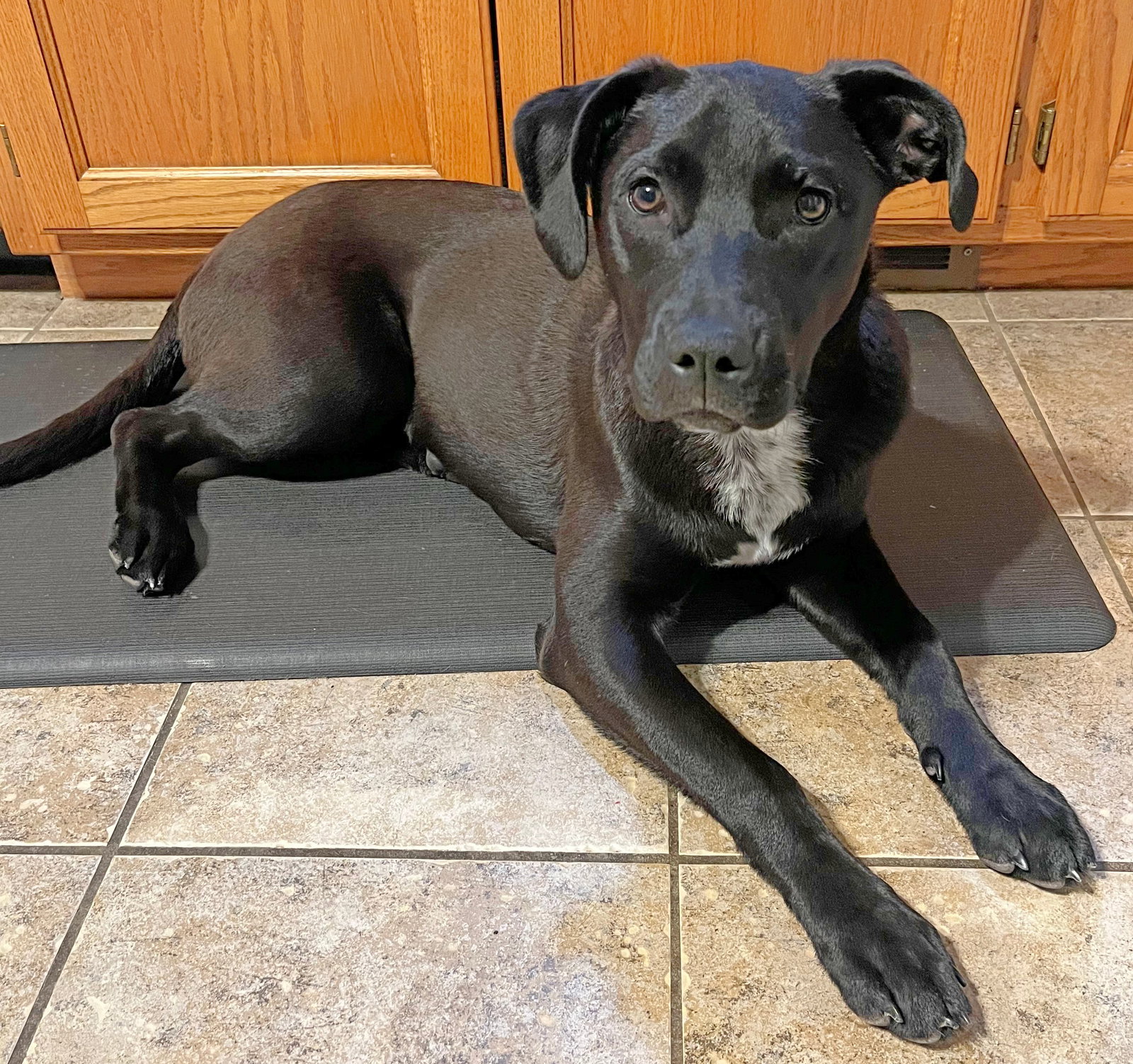 Dog for Adoption Aspen, a Labrador Retriever in Dakota County, MN