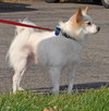 Kipper