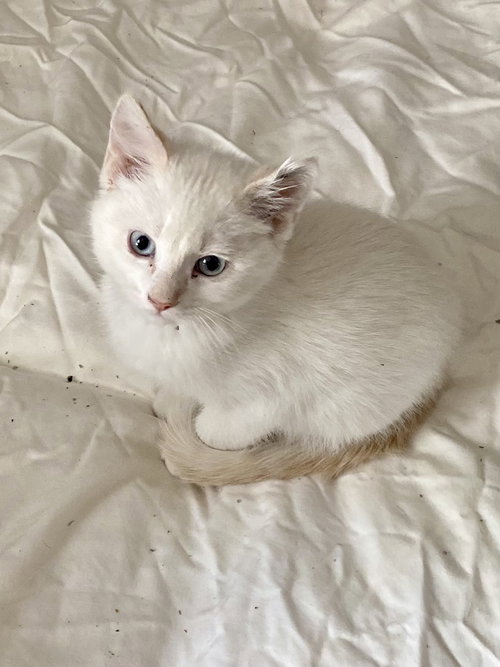 Hogan