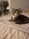 Astrid