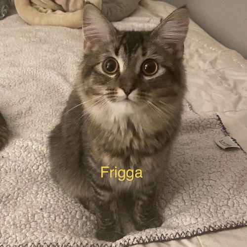 RW Frigga