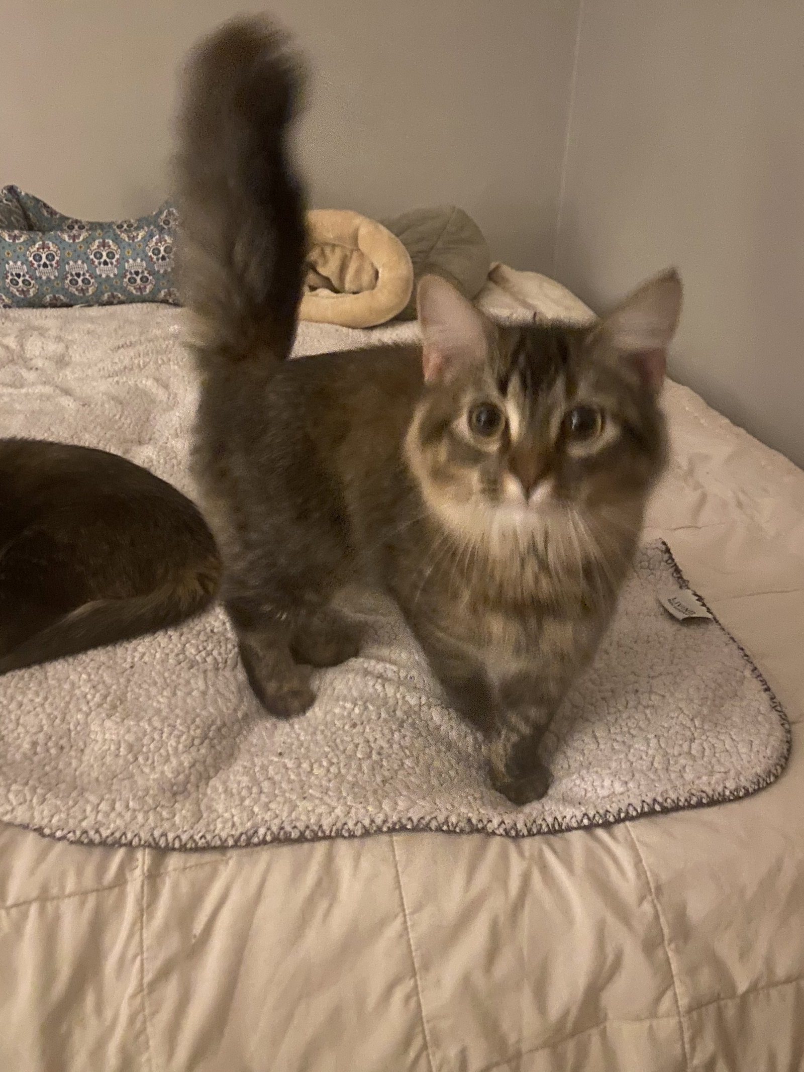 Cats for Adoption in Anoka, Minnesota Alpha Paw