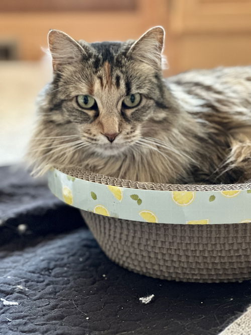 Gracie