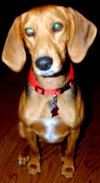 Stella