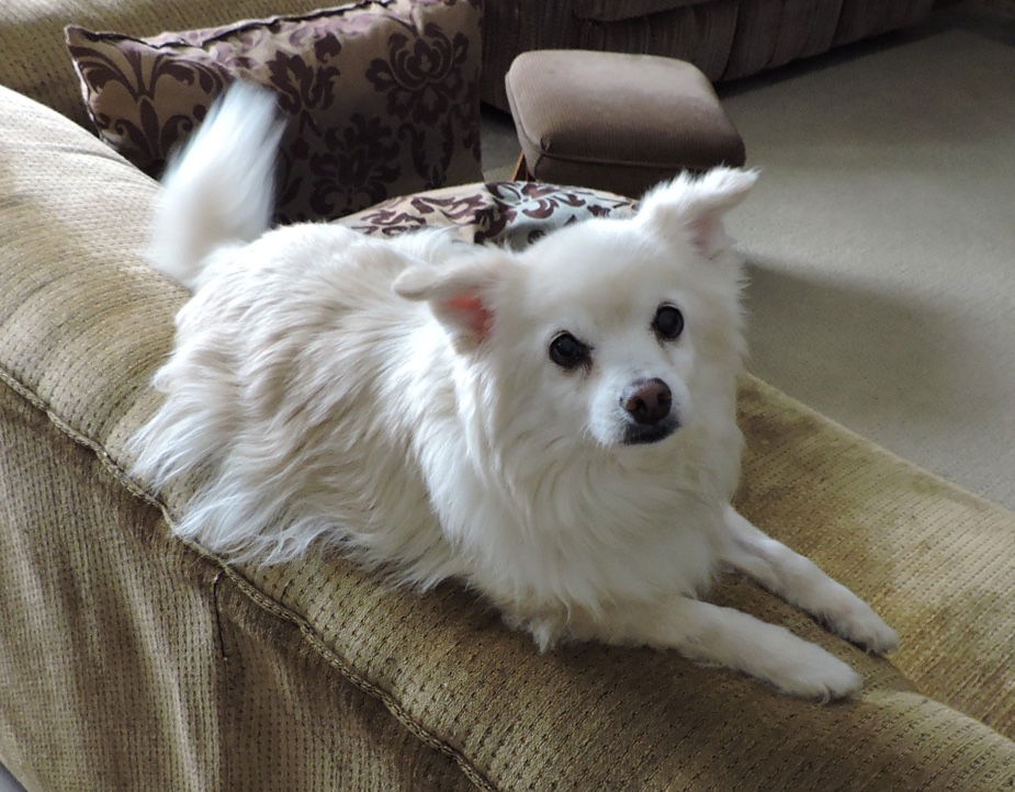 American eskimo dog chihuahua 2024 mix