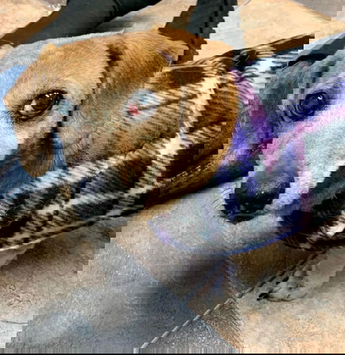 Gerti