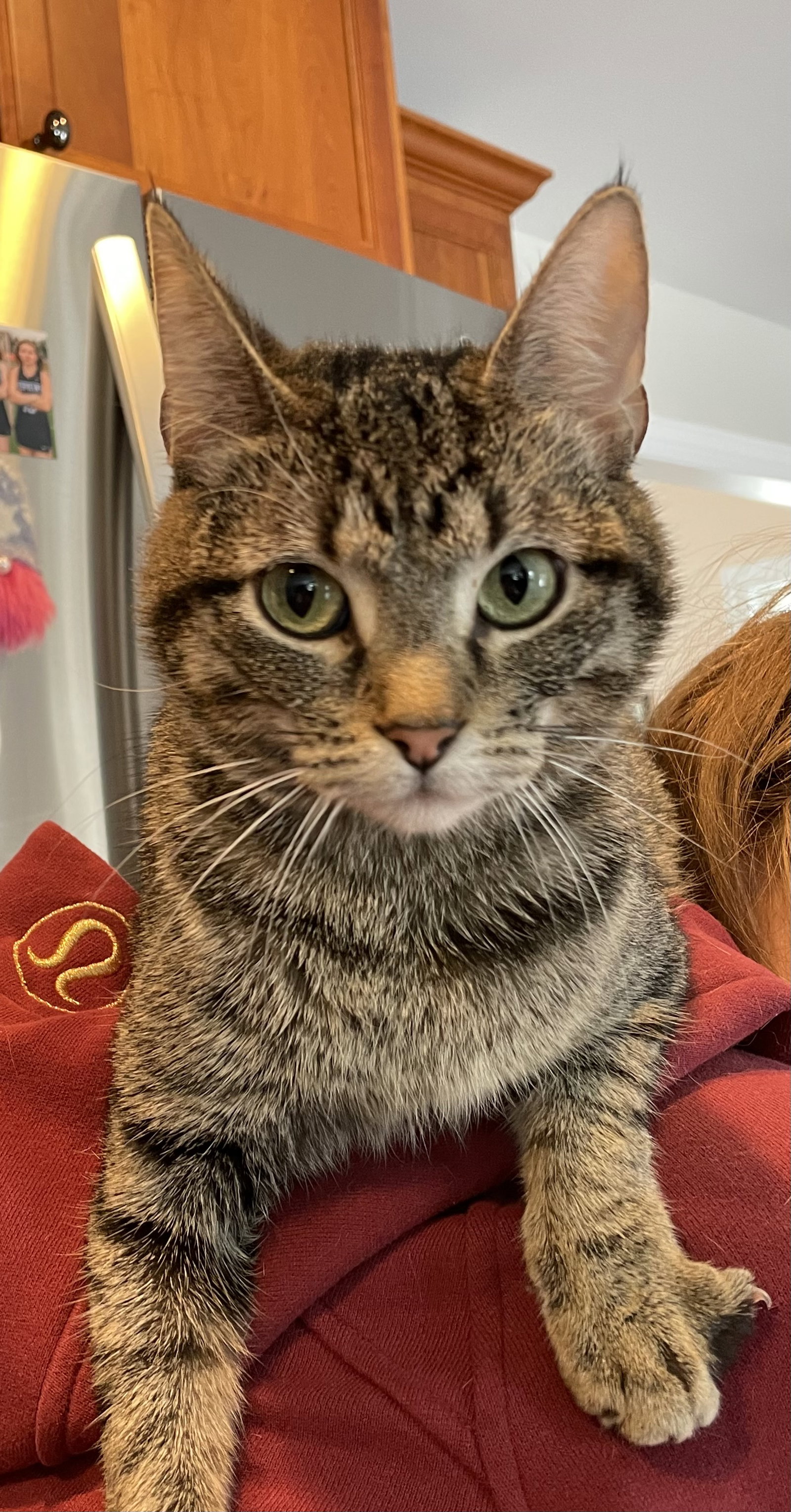 Cats for Adoption in Apple Valley, Minnesota | Alpha Paw