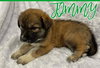 Jimmy