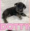 Dotty