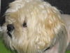 Baxter