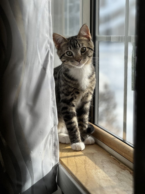 Luca