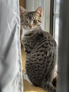 Luca