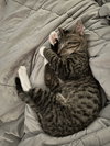 Luca