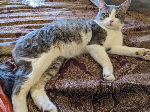Milo