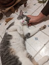 Milo