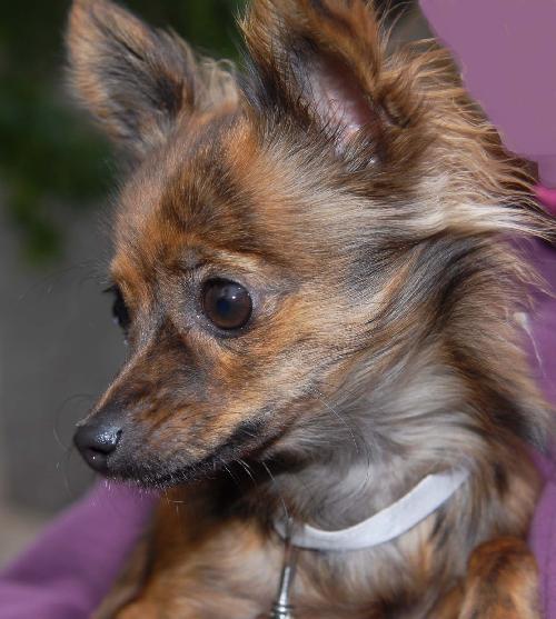 Pixie