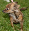 Pixie