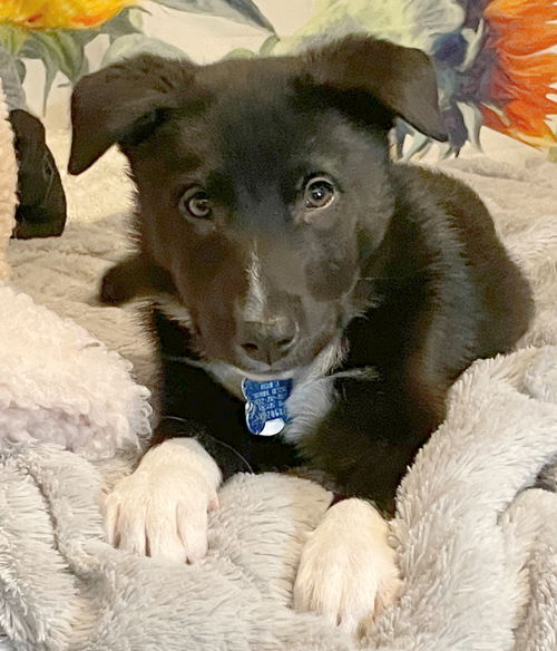 Sadie