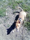 Holly
